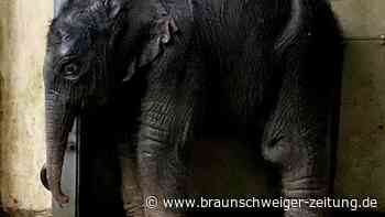 Viertes Elefantenbaby im Leipziger Zoo geboren