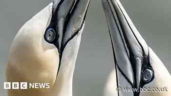 Avian flu warning to tourists as birds face 'catastrophe'