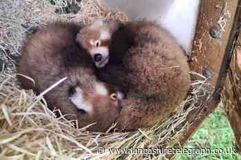 Adorable and endangered red panda cubs born at Blackpool Zoo
