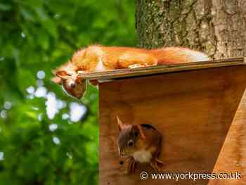 North Yorkshire: First red squirrels born in arboretum