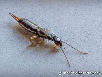 Bug off: Montreal faces earwig invasion this summer