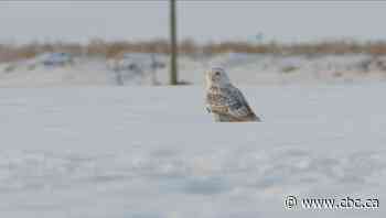 Is it humane to trap and relocate urban wildlife?