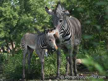 Edmonton Valley Zoo welcomes endangered Grevy's zebra foal