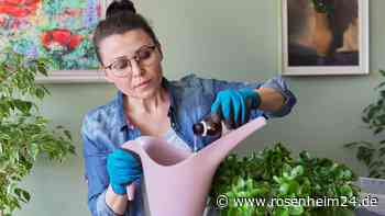 Wasserstoffperoxid rettet Zimmerpflanzen vor dem Eingehen