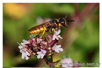 Der (Bienen-)Wolf im Garten in Halle