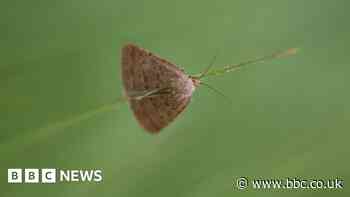 Rare moth found in Isle of Wight sanctuary