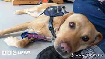 Dogs for Autism centre opens after DIY SOS-style revamp