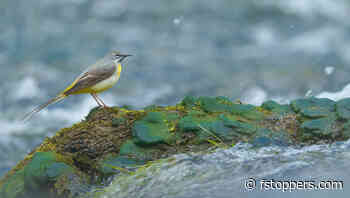 How to Pick the Winning Photo From a Series of Bird Images