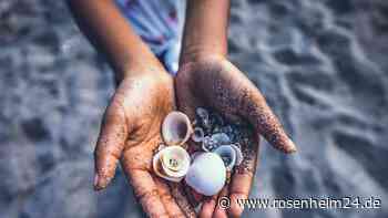Muscheln sammeln am Strand: In diesen beliebten Urlaubsländern macht Ihr Euch damit strafbar