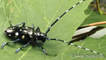 Augen auf im Garten: Der Asiatische Laubholzbockkäfer fliegt wieder - Bürger sollen helfen