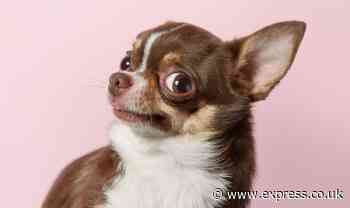 Dog expert reveals the most anxious breeds likely to struggle when home alone