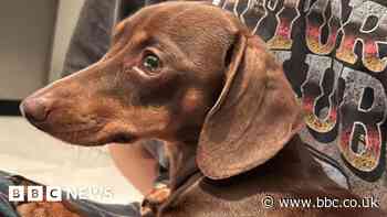 Essex dachshund Twiglet returned after video of theft shared