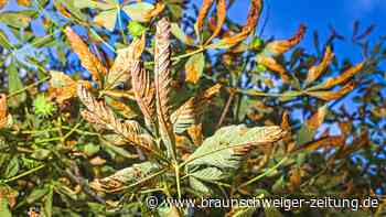 Weshalb viele Kastanien jetzt schon aussehen wie im Herbst