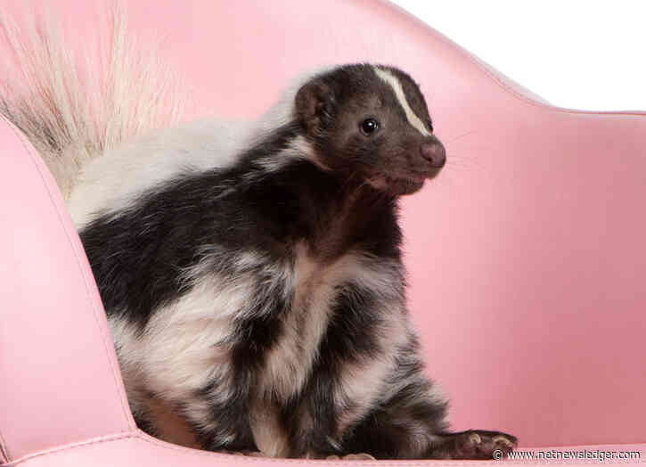 The Pepe Le Pew Dilemma: Keeping Skunks Out of Your Garbage