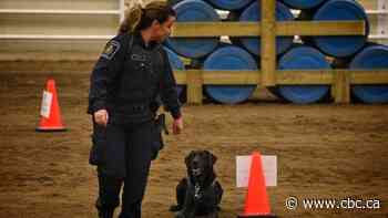 CBSA dog handler says she was 'terrorized' after fighting maternity leave rule