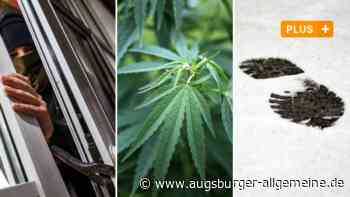 Marihuana-Pflanze auf dem Fensterbrett: Manche Täter überführen sich selbst