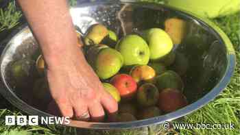 Heritage apple trees found on abandoned allotment in Coventry