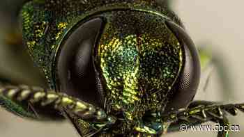 Emerald ash borer spreading slower than expected: Winnipeg researcher, advocates