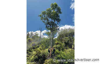 Beetle repellent tested in efforts to protect ohia lehua trees
