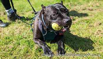 RSPCA reveals the truth behind illegal ear cropping practice