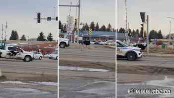 How much is that ostrich in the TikTok video?