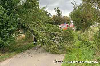 Borgentreich: Baum stürzt auf Straße in Lütgeneder