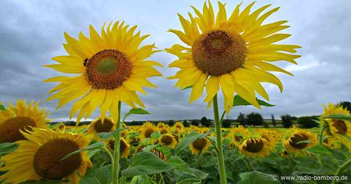 Juli 2023 war erneut zu warm – Regen-Soll übertroffen
