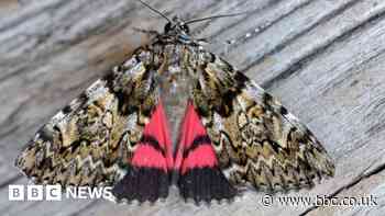 Surprise as rare moth is found in a Chesterton garden