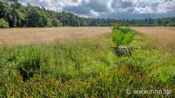 Ein Moor erholt sich – Gelbensande ein Jahr nach Beginn der Renaturierung