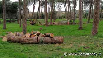 Emergenza pini, i comitati lanciano un appello: “Gualtieri, ascolta le nostre proposte”