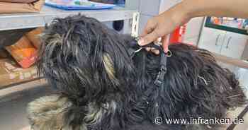 Hund in Franken: Tierheim Kulmbach mit traurigem Update - "innerlich fast aufgefressen"