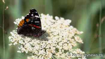 Humidity on hold in Simcoe County