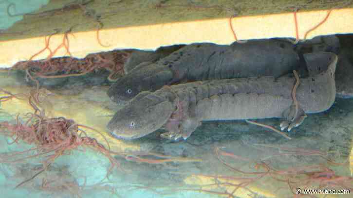 Young, endangered salamander spotted in Indiana river; first time in decades