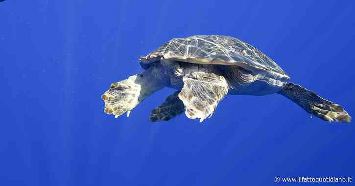 Record per i nidi di Caretta Caretta, ma a spingere la presenza nel Mediterraneo occidentale è il surriscaldamento delle acque