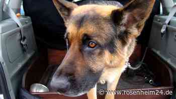 Klimaanlage defekt: Acht Polizeihunde sterben qualvoll in Einsatzwagen