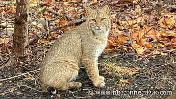 Police issue warning about bobcat, coyote sightings in Westport