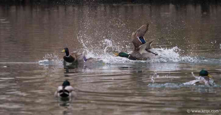 Don't miss Deming's Great American Duck Race