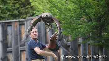 Steinadler und Falke: Falkner Klima begeistert hunderte Besucher im Nationalpark Berchtesgaden
