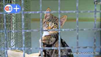 Tierheim Uhlenkrog Kiel: Aufnahmestopp! 4 Gründe, warum kein Platz ist