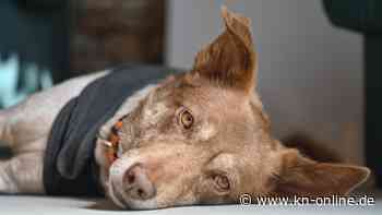 Bürgergeld für Haustiere? Langzeitarbeitsloser verliert vor Gericht gegen Jobcenter