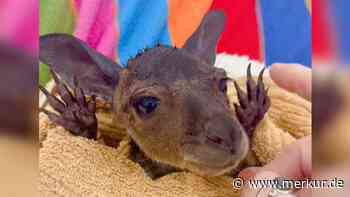 Verwaistes Känguru-Baby genießt erstes Bad – „So süß, die winzigen Pfötchen“