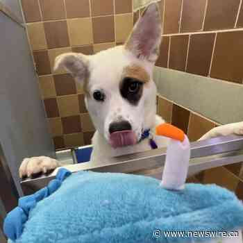 NORTH SHORE ANIMAL LEAGUE AMERICA LEADS WORLDWIDE CELEBRATION OF DOGust 1ST® - THE OFFICIAL BIRTHDAY FOR ALL RESCUE DOGS