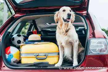 Keep your pets safe for road trip season