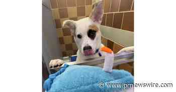 NORTH SHORE ANIMAL LEAGUE AMERICA LEADS WORLDWIDE CELEBRATION OF DOGust 1ST® - THE OFFICIAL BIRTHDAY FOR ALL RESCUE DOGS