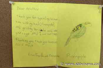 Lost budgie named Pineapple returned to B.C. girl on 11th birthday