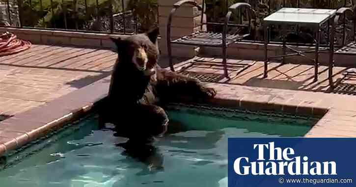 California: bear soaks in hot tub to beat the heat