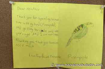 Lost budgie named Pineapple returned to B.C. girl on 11th birthday