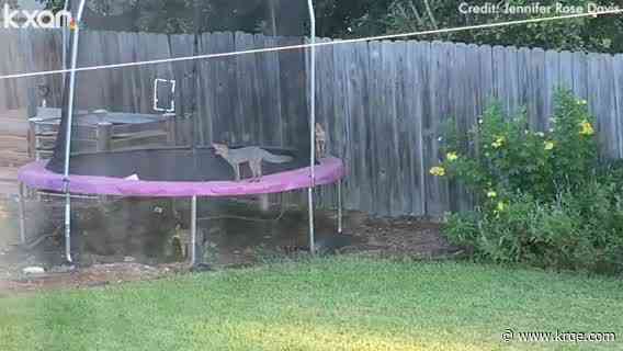 VIDEO: Foxes seen playing on trampoline in Texas
