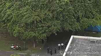 Man climbs up tree in Dania Beach to avoid deputies
