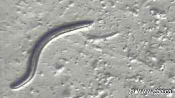 Scientists found 46,000-year-old roundworms alive beneath the Arctic ice